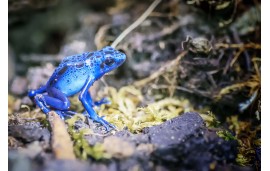 Dendrobates tinctorius azureus