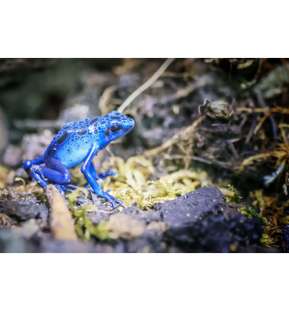 Dendrobates tinctorius azureus Dendrobates tinctorius azureus