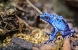 Dendrobates tinctorius azureus Dendrobates tinctorius azureus