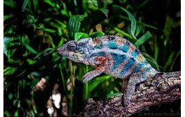 Furcifer pardalis Nosy faly Furcifer pardalis Nosy faly