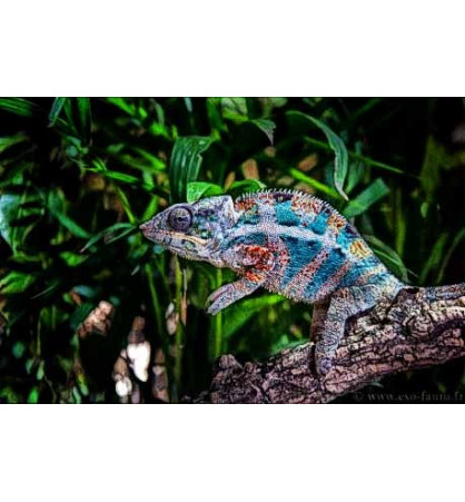 Furcifer pardalis Nosy faly Furcifer pardalis Nosy faly
