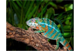 Furcifer pardalis Ambanja blue Furcifer pardalis Ambanja blue