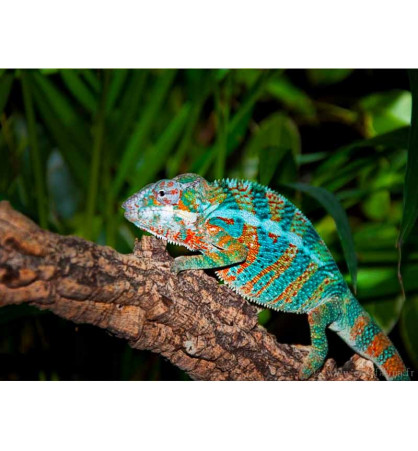 Furcifer pardalis Ambanja blue Furcifer pardalis Ambanja blue