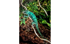 Furcifer pardalis Joffreville Furcifer pardalis Joffreville