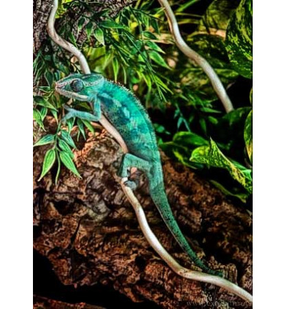 Furcifer pardalis Joffreville Furcifer pardalis Joffreville