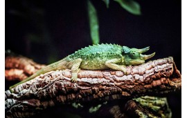 Trioceros Jacksonii Xantholophus Trioceros Jacksonii Xantholophus