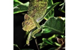 Trioceros hoehnelii Trioceros hoehnelii