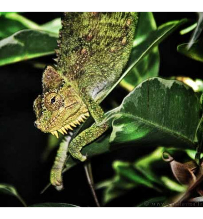 Trioceros hoehnelii Trioceros hoehnelii