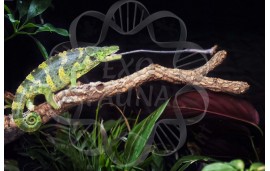 Trioceros Melleri Trioceros Melleri