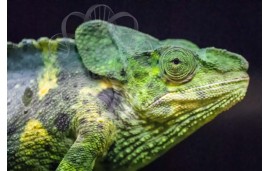 Trioceros Melleri Trioceros Melleri