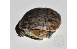 Pelomedusa subrufa Pelomedusa subrufa