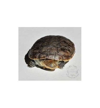 Pelomedusa subrufa Pelomedusa subrufa