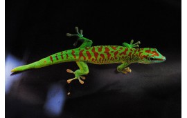 Gecko géant de Madagascar (Phelsuma madagascariensis (grandis))