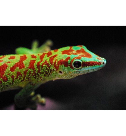 Gecko géant de Madagascar (Phelsuma madagascariensis (grandis))