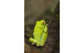 Rainette aux yeux rouges - Agalychnis callidryas Rainette aux yeux rouges - Agalychnis callidryas