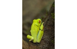 Rainette aux yeux rouges - Agalychnis callidryas