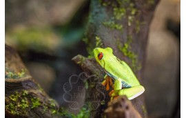 Rainette aux yeux rouges - Agalychnis callidryas