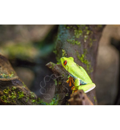 Rainette aux yeux rouges - Agalychnis callidryas Rainette aux yeux rouges - Agalychnis callidryas