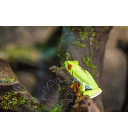 Rainette aux yeux rouges - Agalychnis callidryas