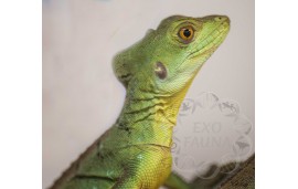 Basiliscus plumifrons Basiliscus plumifrons