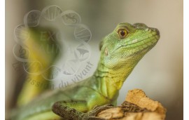 Basiliscus plumifrons Basiliscus plumifrons