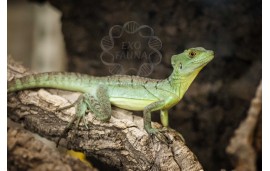 Basiliscus plumifrons Basiliscus plumifrons