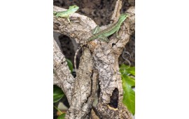 Basiliscus plumifrons Basiliscus plumifrons