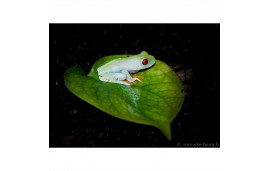 Rainette aux yeux rouges - Agalychnis callidryas