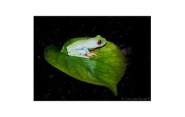 Rainette aux yeux rouges - Agalychnis callidryas Rainette aux yeux rouges - Agalychnis callidryas