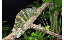 Trioceros Melleri Trioceros Melleri