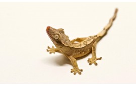 Gecko Correlophus ciliatus