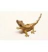 Gecko Correlophus ciliatus