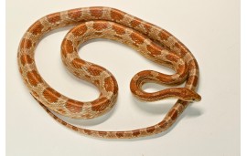 Pantherophis guttatus