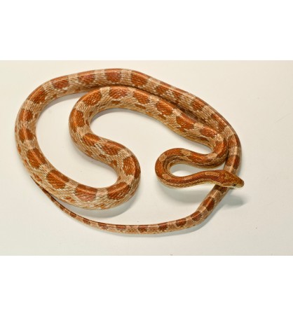 Pantherophis guttatus