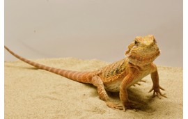 Pogona vitticeps (spécimens très colorés)