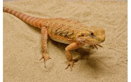 Pogona vitticeps (spécimens très colorés)