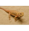 Pogona vitticeps (spécimens très colorés)