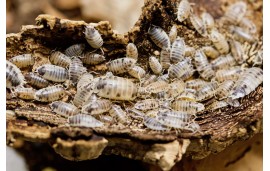 Porcellio laevis "panda" X10