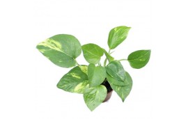 Liane pothos naturelle