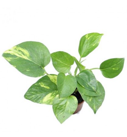 Liane pothos naturelle