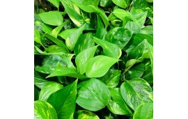 Liane pothos naturelle