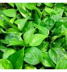 Liane pothos naturelle