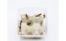 Criquets - Schistocerca ou Locusta