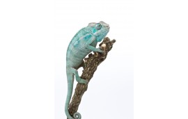 Furcifer pardalis Nosy be “true blue”