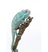 Furcifer pardalis Nosy be “true blue”