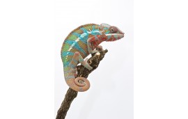 Furcifer pardalis Tamatave