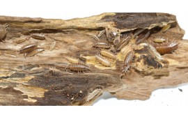 Cloportes (Halophiloscia canariensis) x15