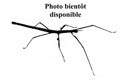 Euchomenella heteroptera