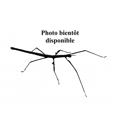 Euchomenella heteroptera