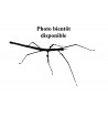 Euchomenella heteroptera